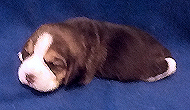 Starz Girl 1 Week 2